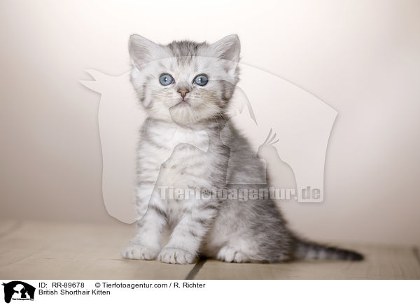 Britisch Kurzhaar Ktzchen / British Shorthair Kitten / RR-89678