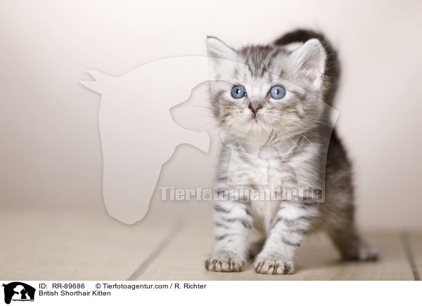 Britisch Kurzhaar Ktzchen / British Shorthair Kitten / RR-89686