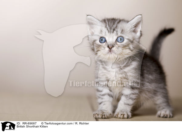 Britisch Kurzhaar Ktzchen / British Shorthair Kitten / RR-89687