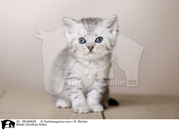 Britisch Kurzhaar Ktzchen / British Shorthair Kitten / RR-89689