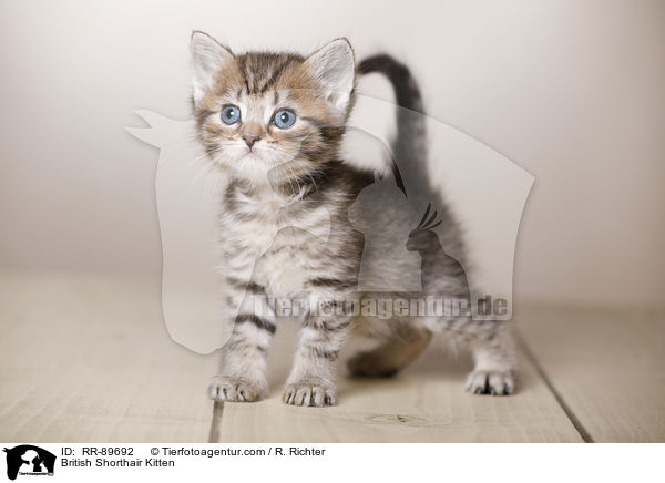 Britisch Kurzhaar Ktzchen / British Shorthair Kitten / RR-89692