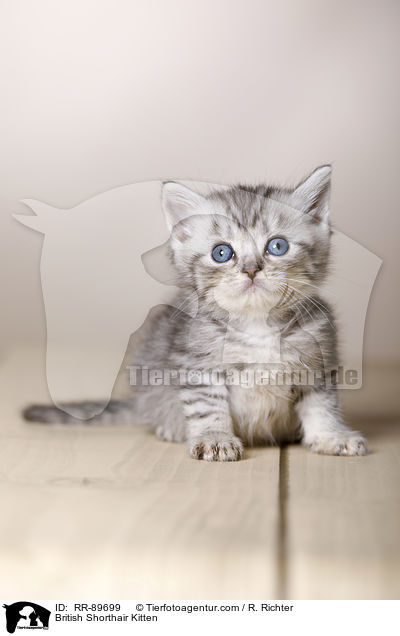 Britisch Kurzhaar Ktzchen / British Shorthair Kitten / RR-89699