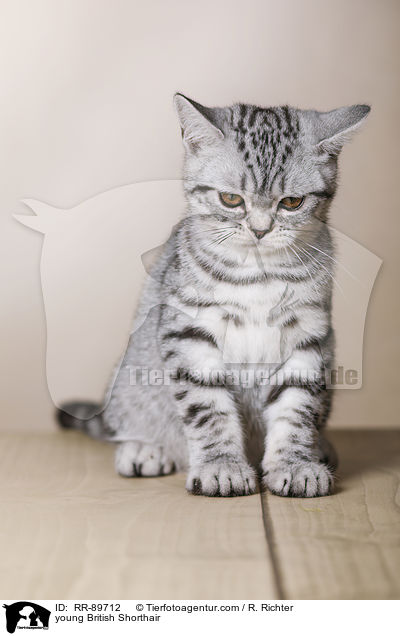 junge Britisch Kurzhaar / young British Shorthair / RR-89712