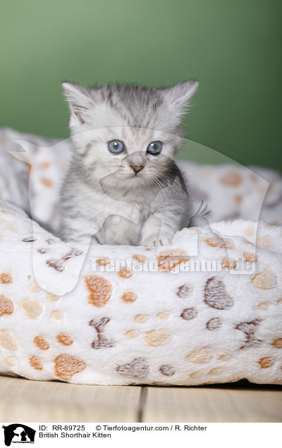 Britisch Kurzhaar Ktzchen / British Shorthair Kitten / RR-89725