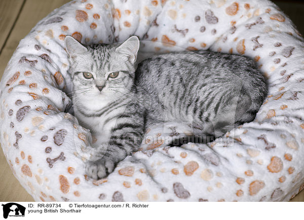 junge Britisch Kurzhaar / young British Shorthair / RR-89734