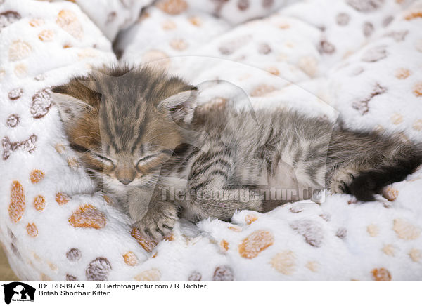 Britisch Kurzhaar Ktzchen / British Shorthair Kitten / RR-89744