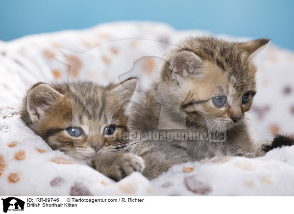 Britisch Kurzhaar Ktzchen / British Shorthair Kitten / RR-89746