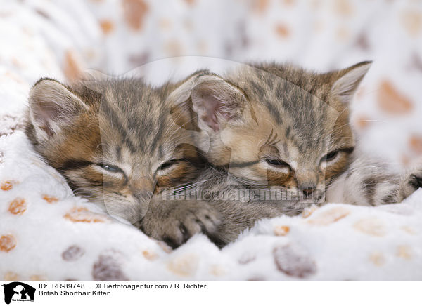 Britisch Kurzhaar Ktzchen / British Shorthair Kitten / RR-89748