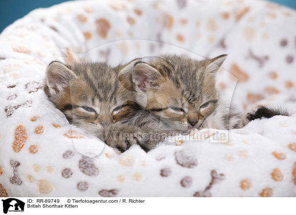 Britisch Kurzhaar Ktzchen / British Shorthair Kitten / RR-89749