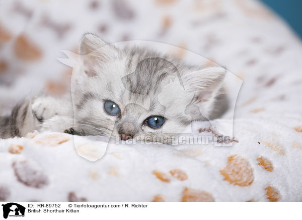 Britisch Kurzhaar Ktzchen / British Shorthair Kitten / RR-89752