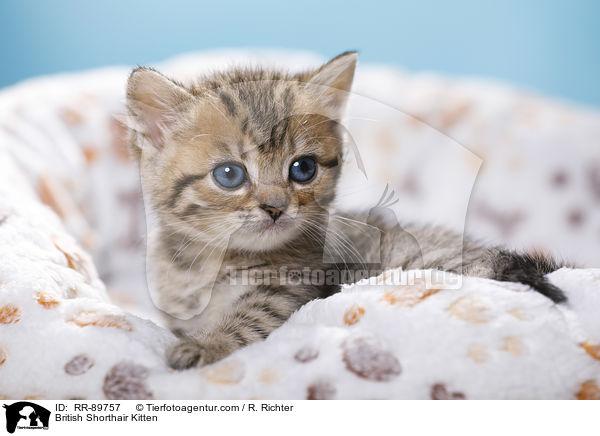 Britisch Kurzhaar Ktzchen / British Shorthair Kitten / RR-89757