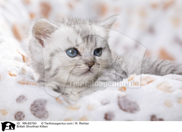 Britisch Kurzhaar Ktzchen / British Shorthair Kitten / RR-89760