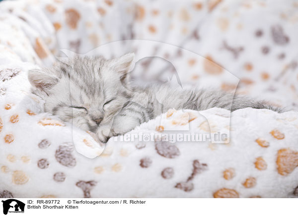 Britisch Kurzhaar Ktzchen / British Shorthair Kitten / RR-89772