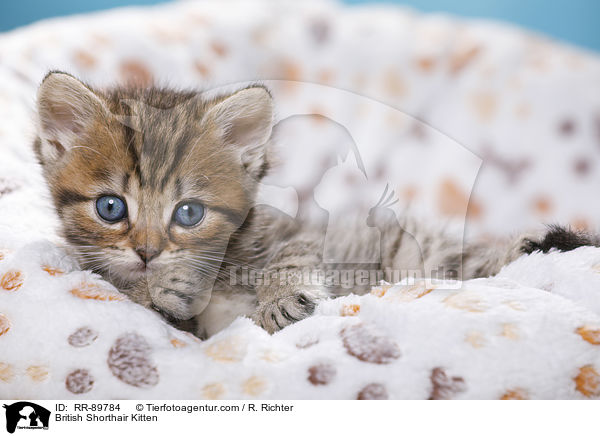 Britisch Kurzhaar Ktzchen / British Shorthair Kitten / RR-89784