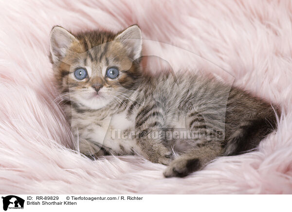 British Shorthair Kitten / RR-89829