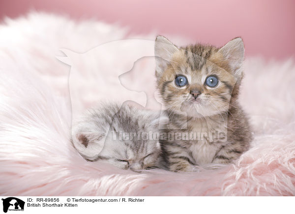 Britisch Kurzhaar Ktzchen / British Shorthair Kitten / RR-89856