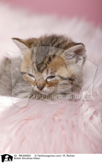 Britisch Kurzhaar Ktzchen / British Shorthair Kitten / RR-89865