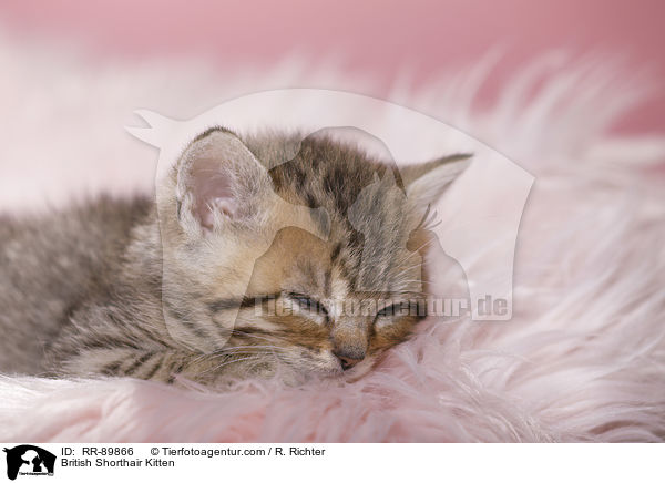 Britisch Kurzhaar Ktzchen / British Shorthair Kitten / RR-89866