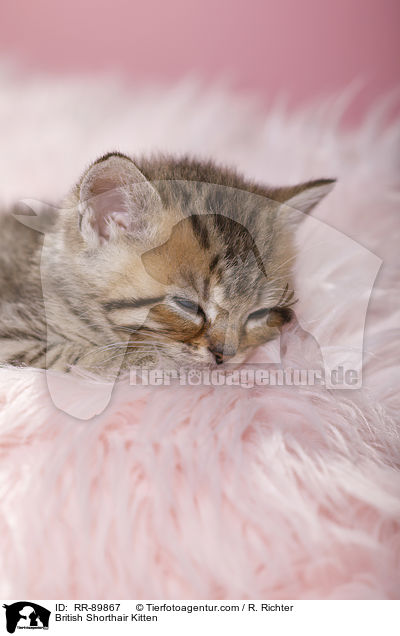 Britisch Kurzhaar Ktzchen / British Shorthair Kitten / RR-89867