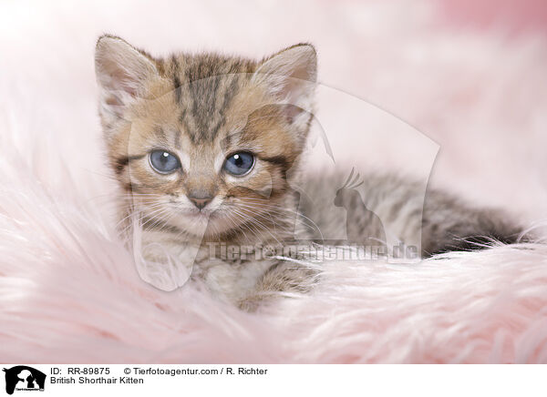 Britisch Kurzhaar Ktzchen / British Shorthair Kitten / RR-89875