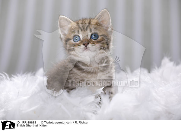 Britisch Kurzhaar Ktzchen / British Shorthair Kitten / RR-89888