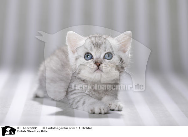 Britisch Kurzhaar Ktzchen / British Shorthair Kitten / RR-89931