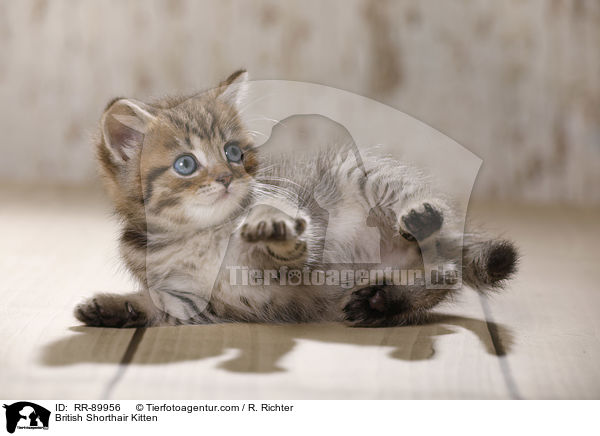 Britisch Kurzhaar Ktzchen / British Shorthair Kitten / RR-89956