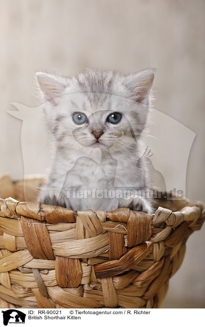 Britisch Kurzhaar Ktzchen / British Shorthair Kitten / RR-90021