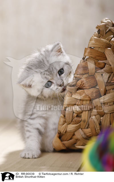 Britisch Kurzhaar Ktzchen / British Shorthair Kitten / RR-90039