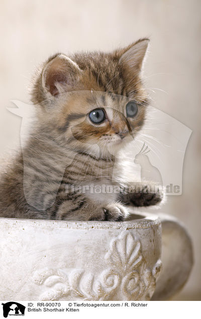 Britisch Kurzhaar Ktzchen / British Shorthair Kitten / RR-90070