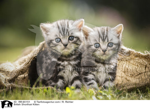 Britisch Kurzhaar Ktzchen / British Shorthair Kitten / RR-90151