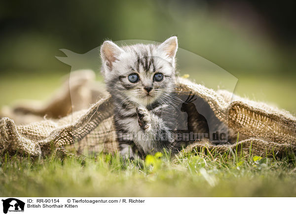Britisch Kurzhaar Ktzchen / British Shorthair Kitten / RR-90154