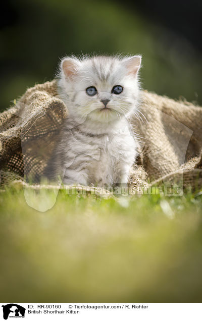 Britisch Kurzhaar Ktzchen / British Shorthair Kitten / RR-90160