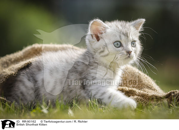 Britisch Kurzhaar Ktzchen / British Shorthair Kitten / RR-90162