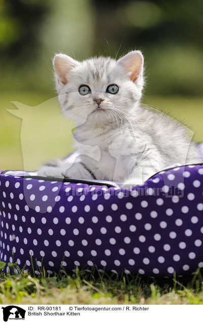 Britisch Kurzhaar Ktzchen / British Shorthair Kitten / RR-90181