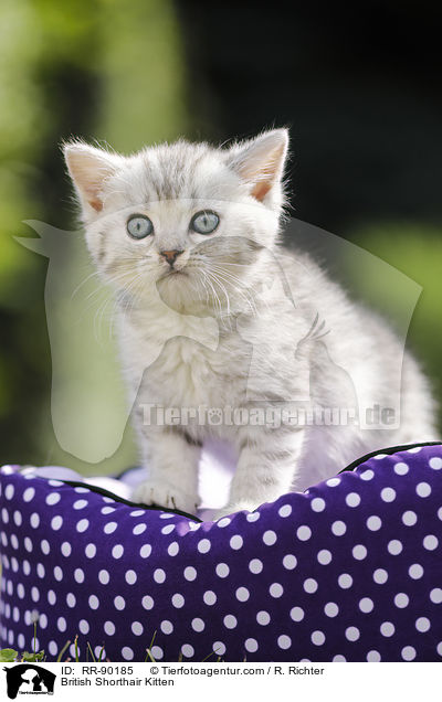 Britisch Kurzhaar Ktzchen / British Shorthair Kitten / RR-90185