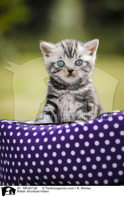 Britisch Kurzhaar Ktzchen / British Shorthair Kitten / RR-90196