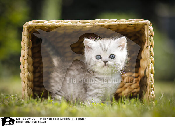 British Shorthair Kitten / RR-90199