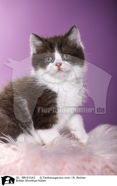 Britisch Kurzhaar Ktzchen / British Shorthair Kitten / RR-91043