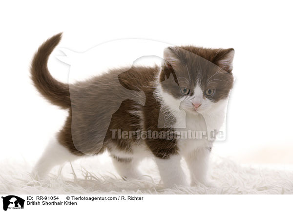 Britisch Kurzhaar Ktzchen / British Shorthair Kitten / RR-91054