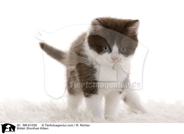 Britisch Kurzhaar Ktzchen / British Shorthair Kitten / RR-91056