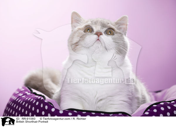 Britisch Kurzhaar Kopf / British Shorthair Portrait / RR-91060