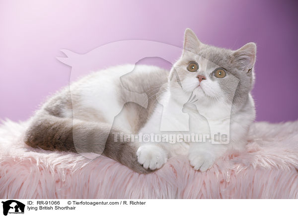 liegende Britisch Kurzhaar / lying British Shorthair / RR-91066