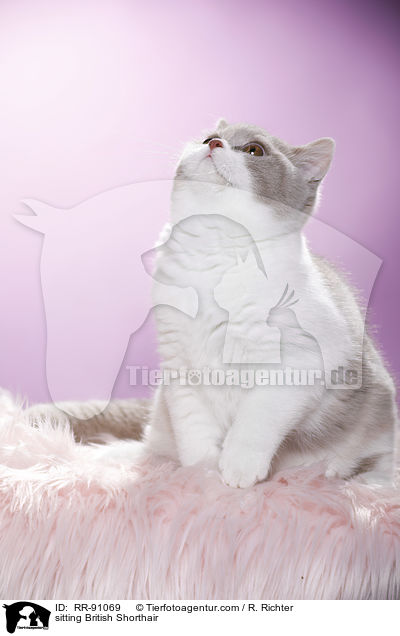 sitzende Britisch Kurzhaar / sitting British Shorthair / RR-91069