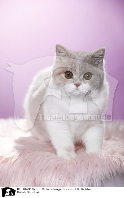 Britisch Kurzhaar / British Shorthair / RR-91073