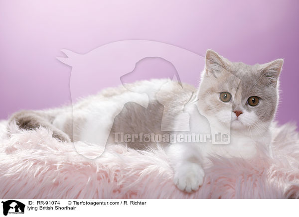 liegende Britisch Kurzhaar / lying British Shorthair / RR-91074