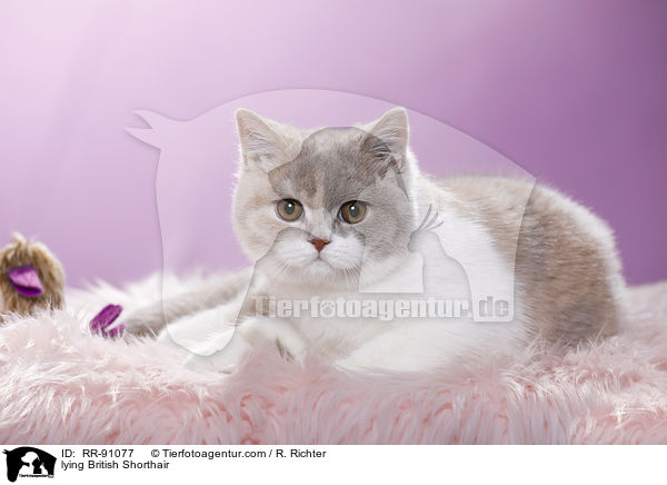 liegende Britisch Kurzhaar / lying British Shorthair / RR-91077