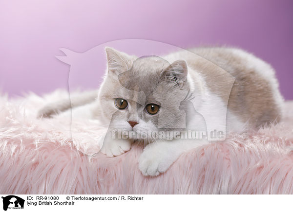 liegende Britisch Kurzhaar / lying British Shorthair / RR-91080