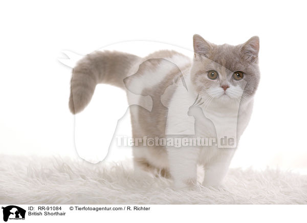 Britisch Kurzhaar / British Shorthair / RR-91084