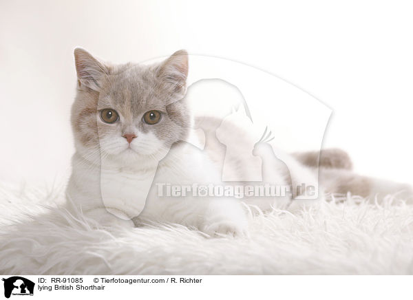 liegende Britisch Kurzhaar / lying British Shorthair / RR-91085